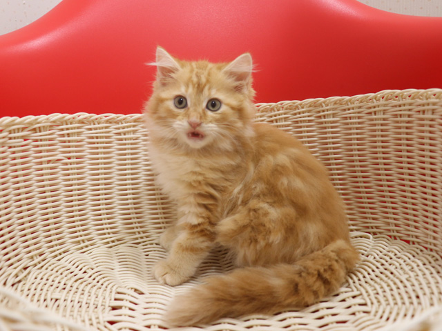 マンチカンの子猫画像