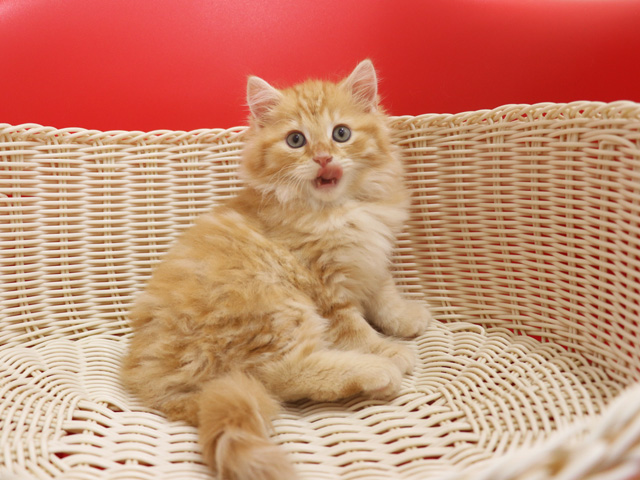 マンチカンの子猫画像