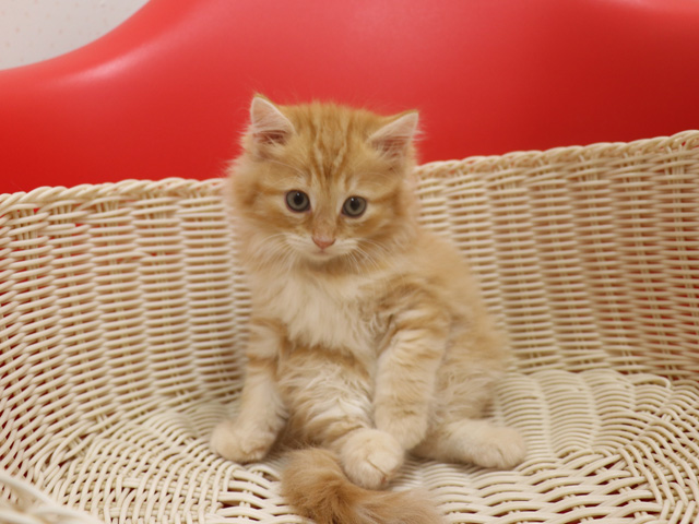 マンチカンの子猫画像