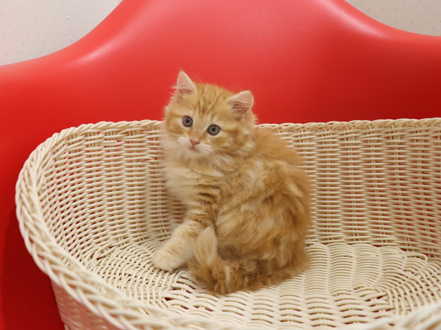 マンチカンの子猫画像