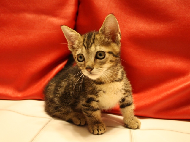 マンチカンの子猫