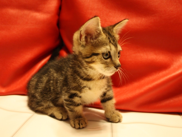 マンチカンの子猫