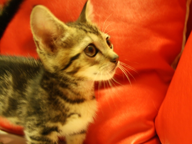 マンチカンの子猫