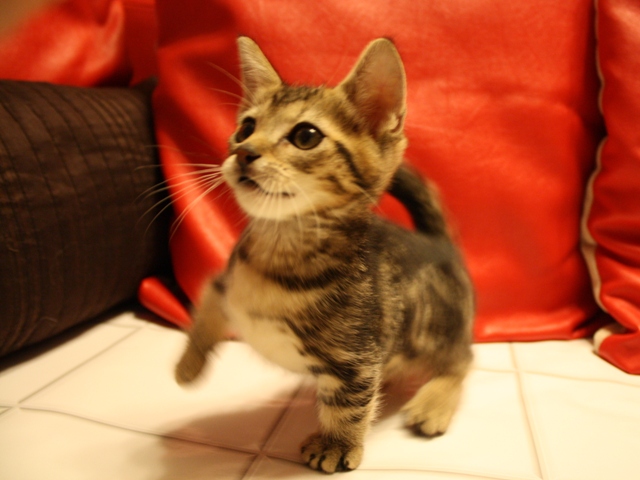 マンチカンの子猫
