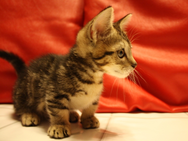 マンチカンの子猫