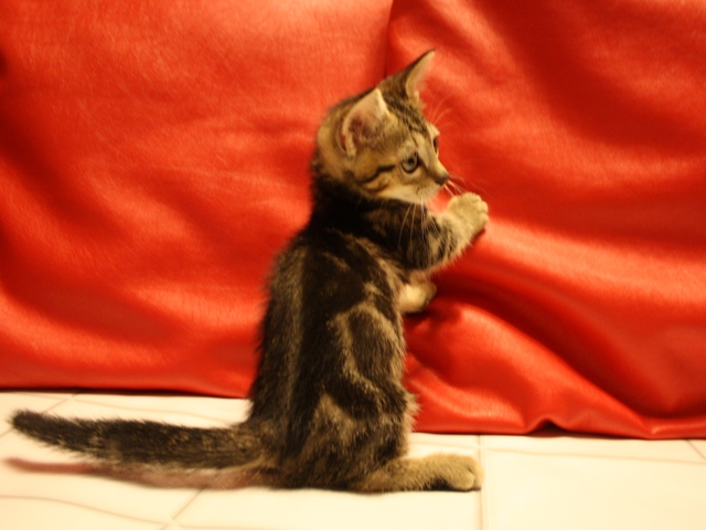 マンチカンの子猫