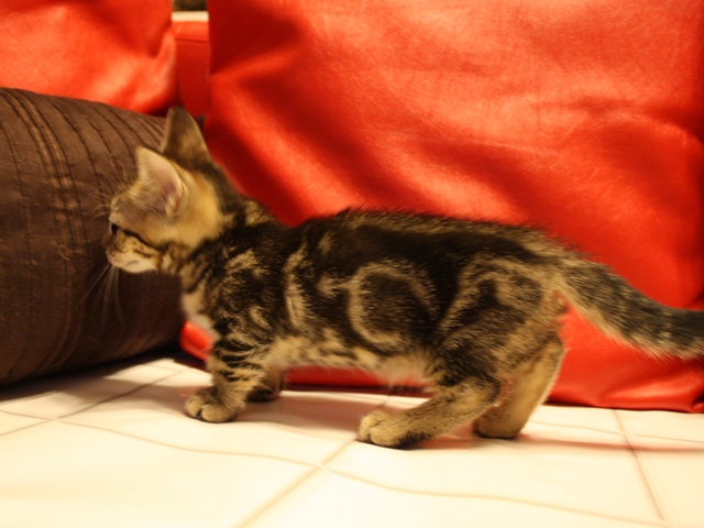 マンチカンの子猫