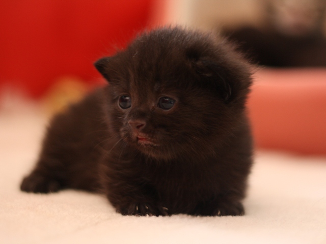 マンチカンの子猫画像