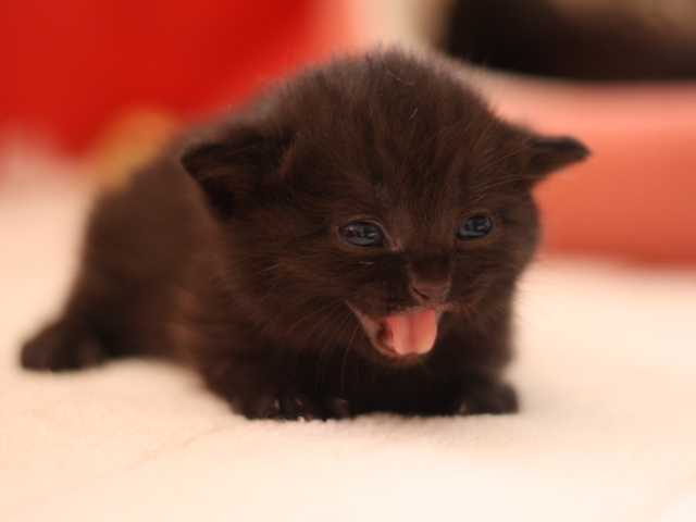 マンチカンの子猫画像