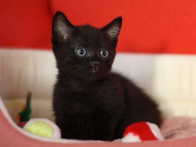 マンチカンの子猫画像