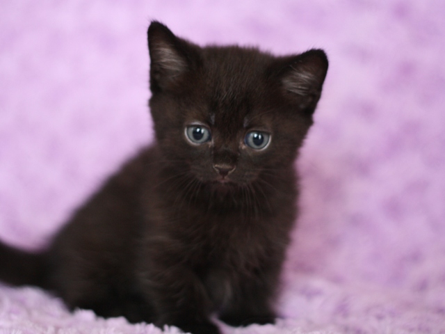 マンチカンの子猫画像