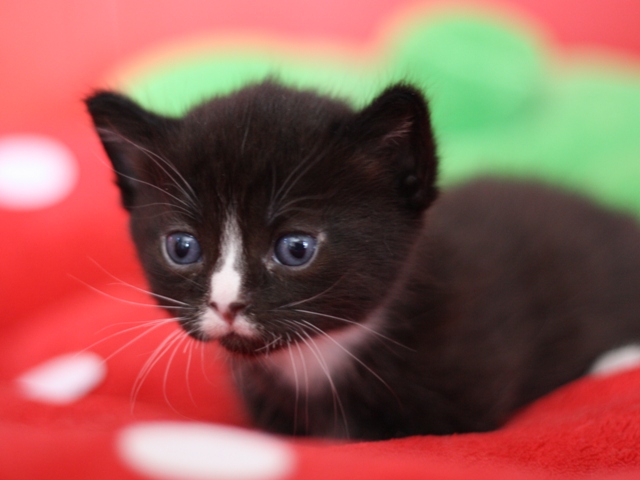 マンチカンの子猫画像