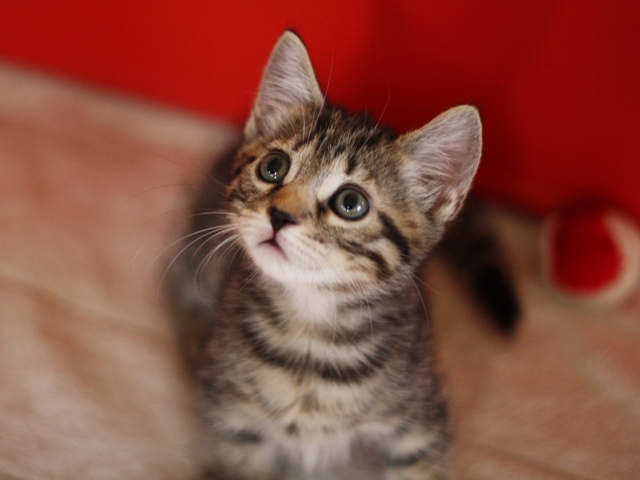 マンチカンの子猫画像