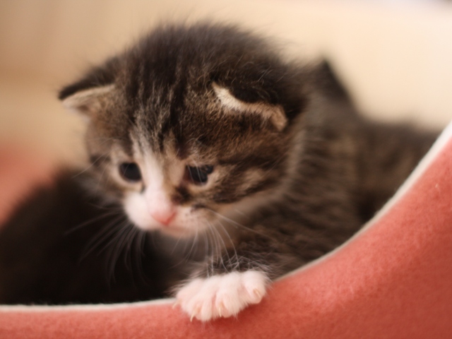 マンチカンの子猫画像