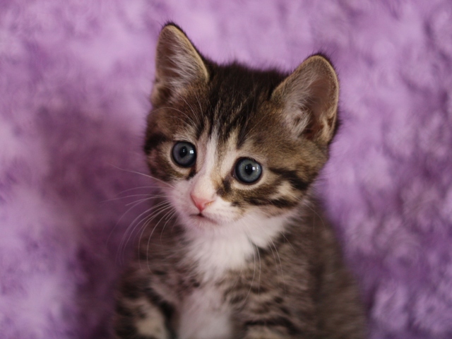 マンチカンの子猫画像