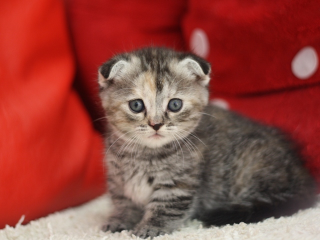 マンチカンの子猫画像