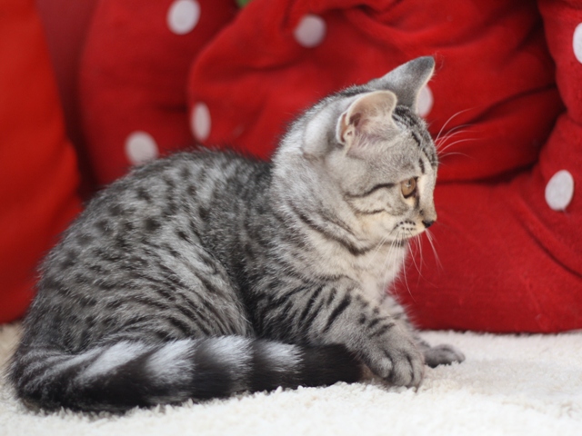 マンチカンの子猫画像