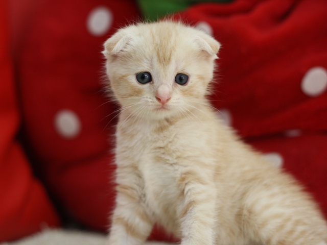 マンチカンの子猫画像