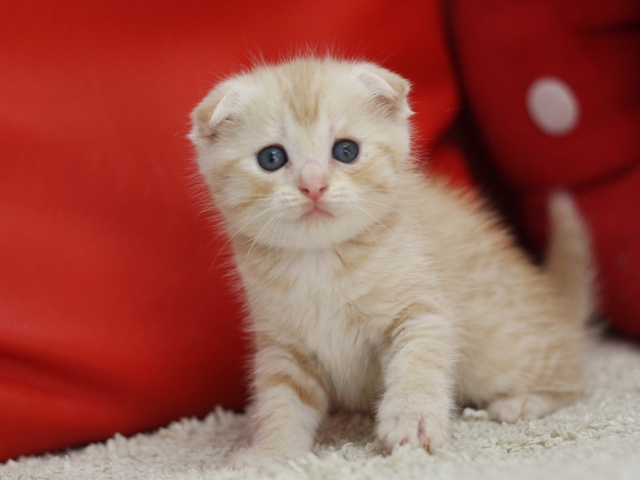 マンチカンの子猫画像