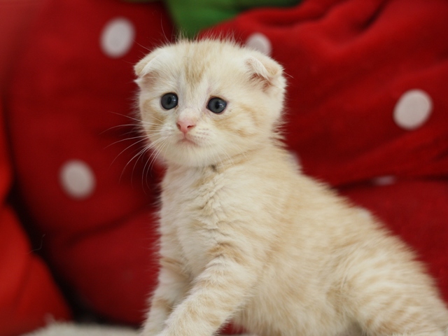 マンチカンの子猫画像