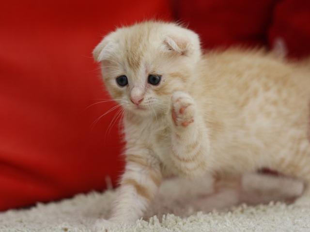 マンチカンの子猫画像