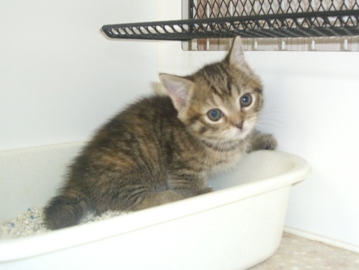 マンチカンの子猫