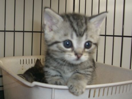 マンチカンの子猫