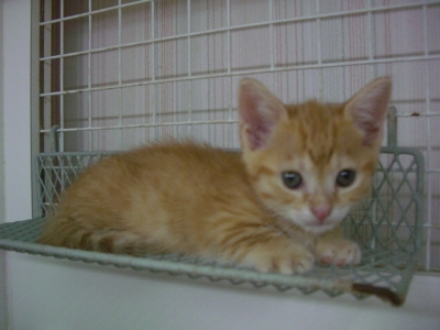 マンチカンの子猫