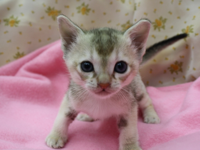 シンガプーラの子猫