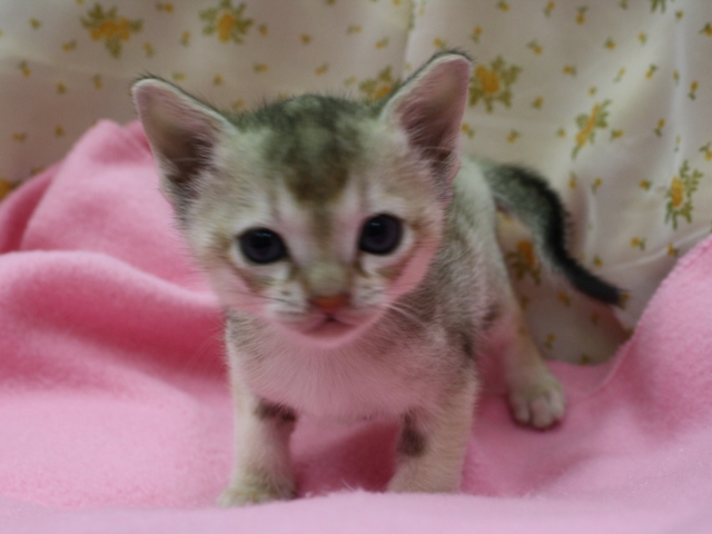 シンガプーラの子猫