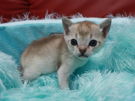 シンガプーラの子猫