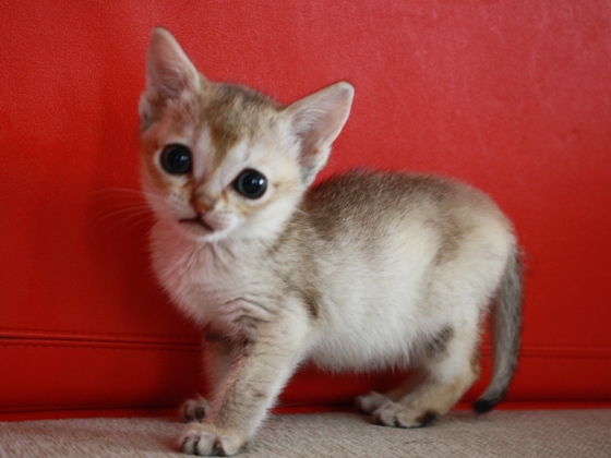 シンガプーラの子猫