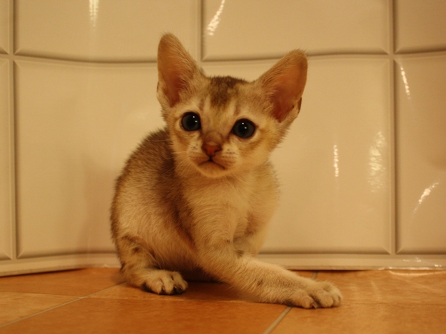 シンガプーラの子猫
