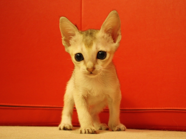 シンガプーラの子猫