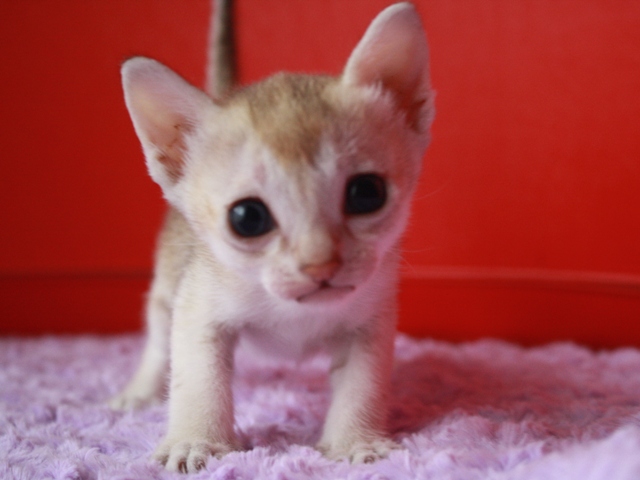 シンガプーラの子猫