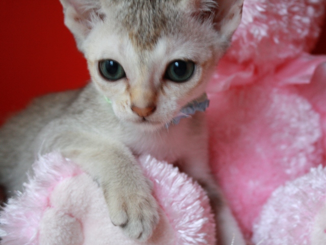 シンガプーラの子猫