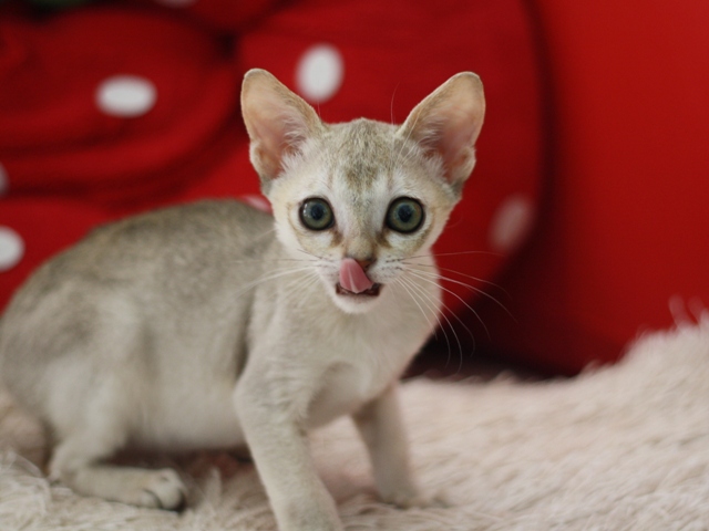 シンガプーラの子猫画像