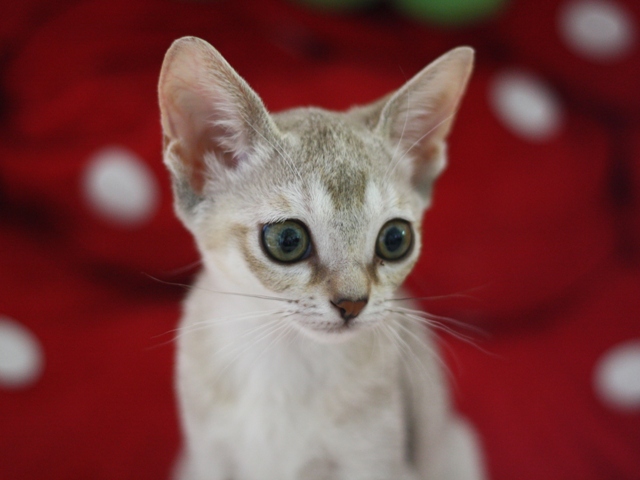 シンガプーラの子猫
