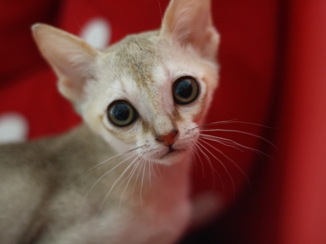 シンガプーラの子猫