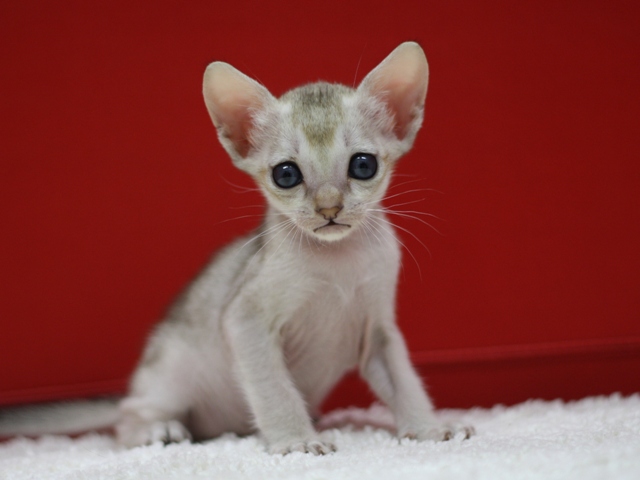 シンガプーラの子猫画像