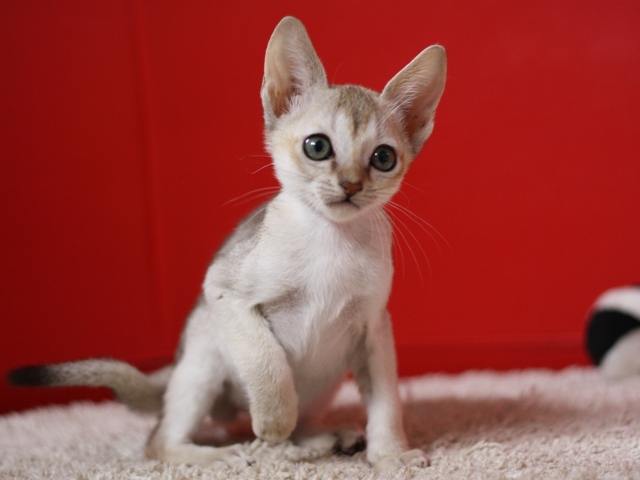シンガプーラの子猫画像