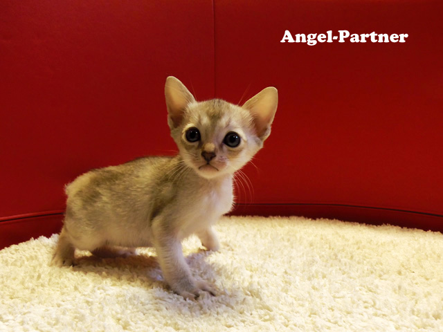 シンガプーラの子猫画像