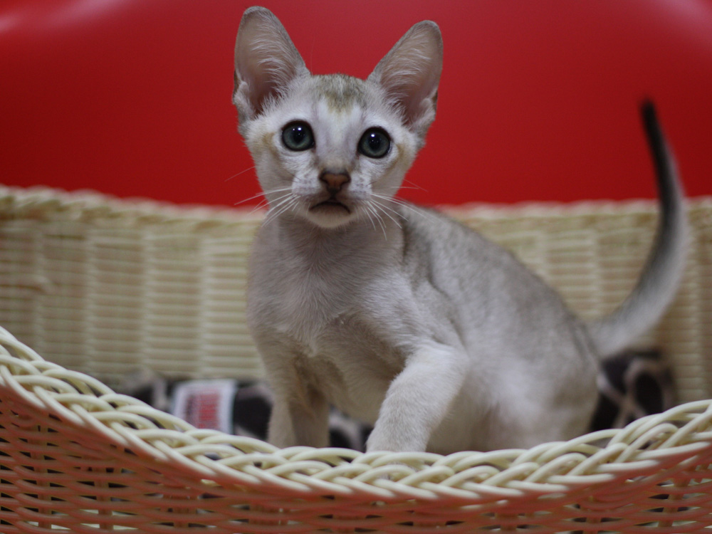 シンガプーラの子猫画像
