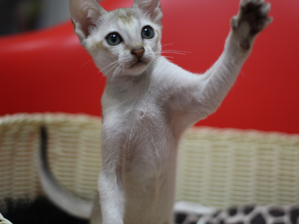 シンガプーラの子猫画像
