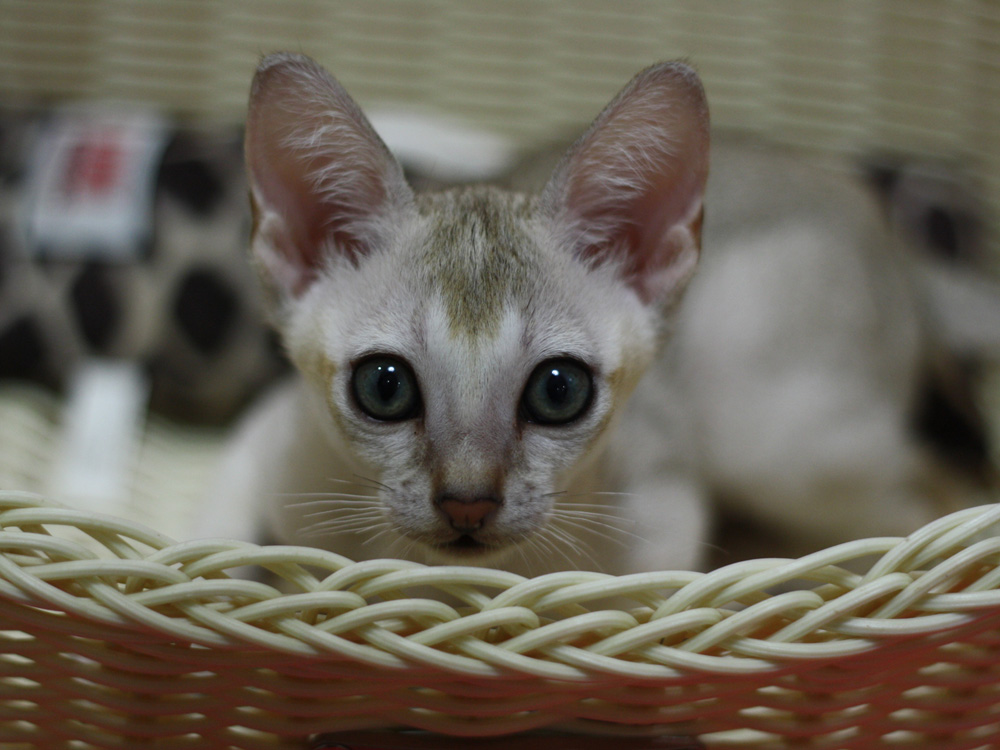 シンガプーラの子猫画像