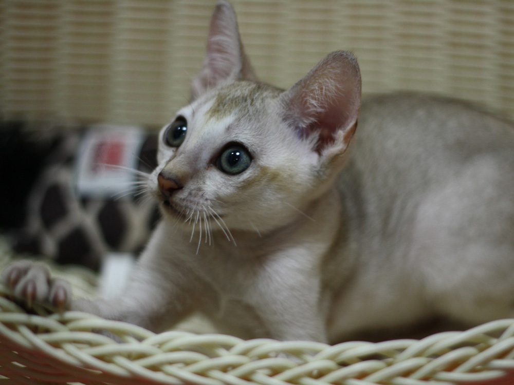 シンガプーラの子猫画像