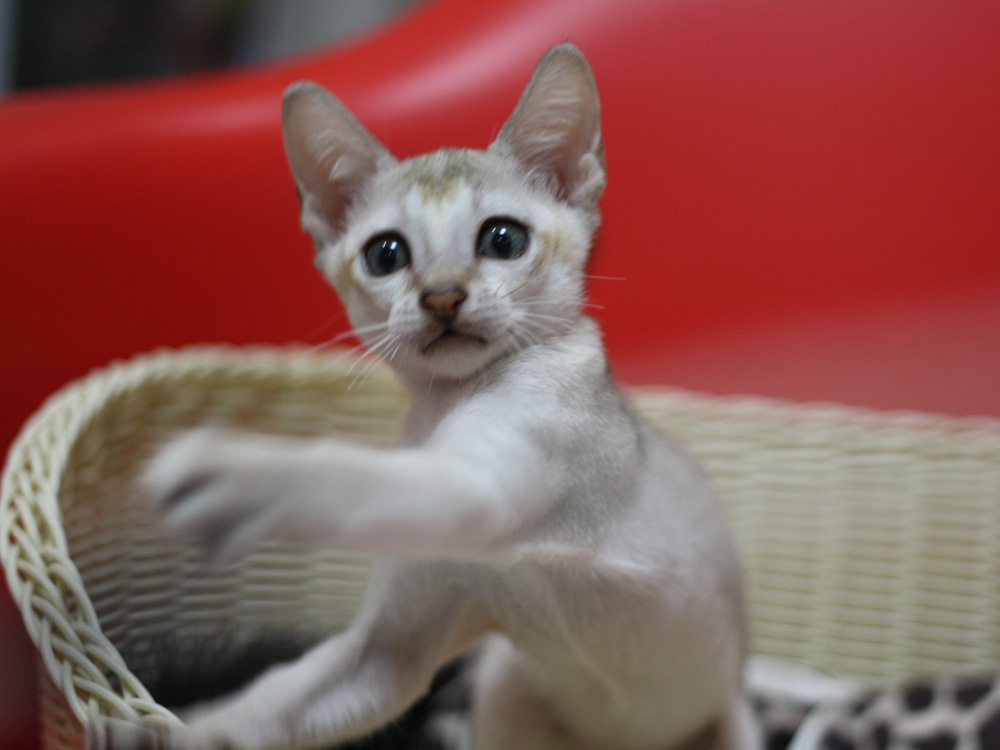 シンガプーラの子猫画像