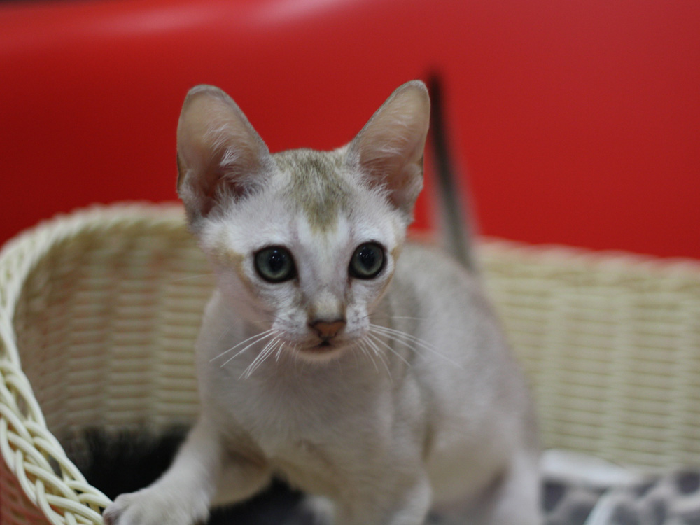 シンガプーラの子猫画像