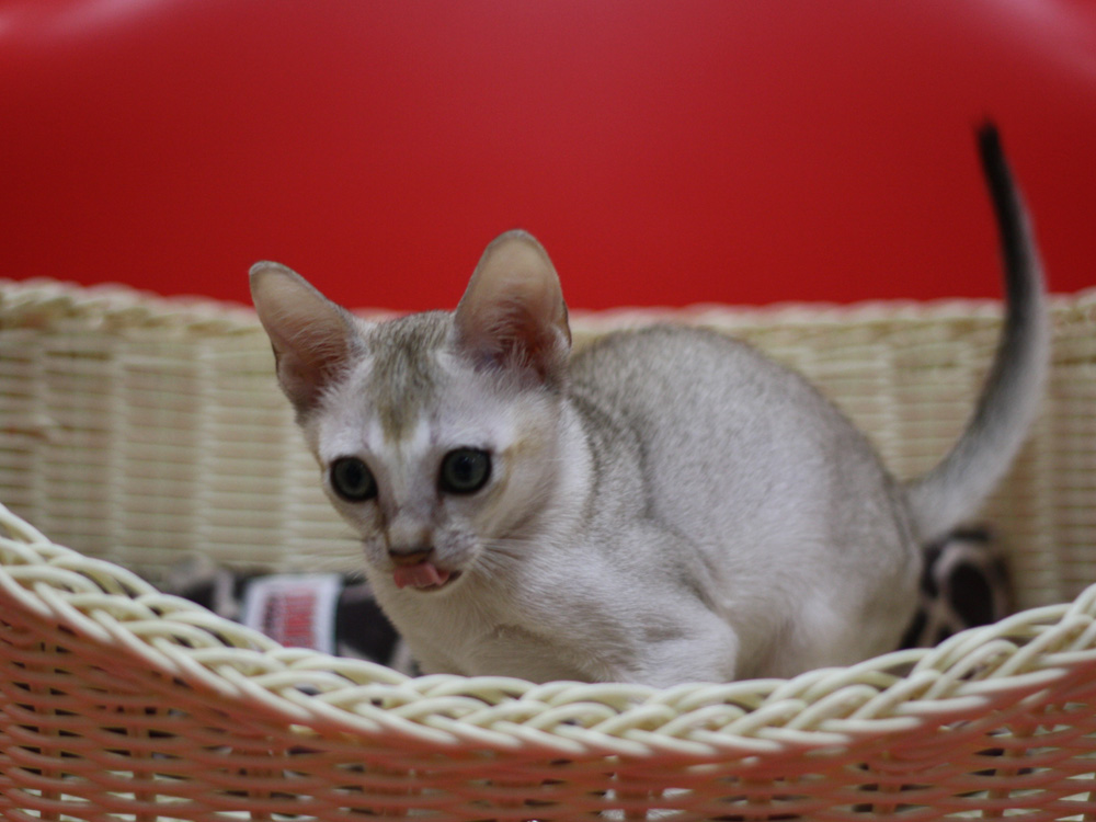シンガプーラの子猫画像