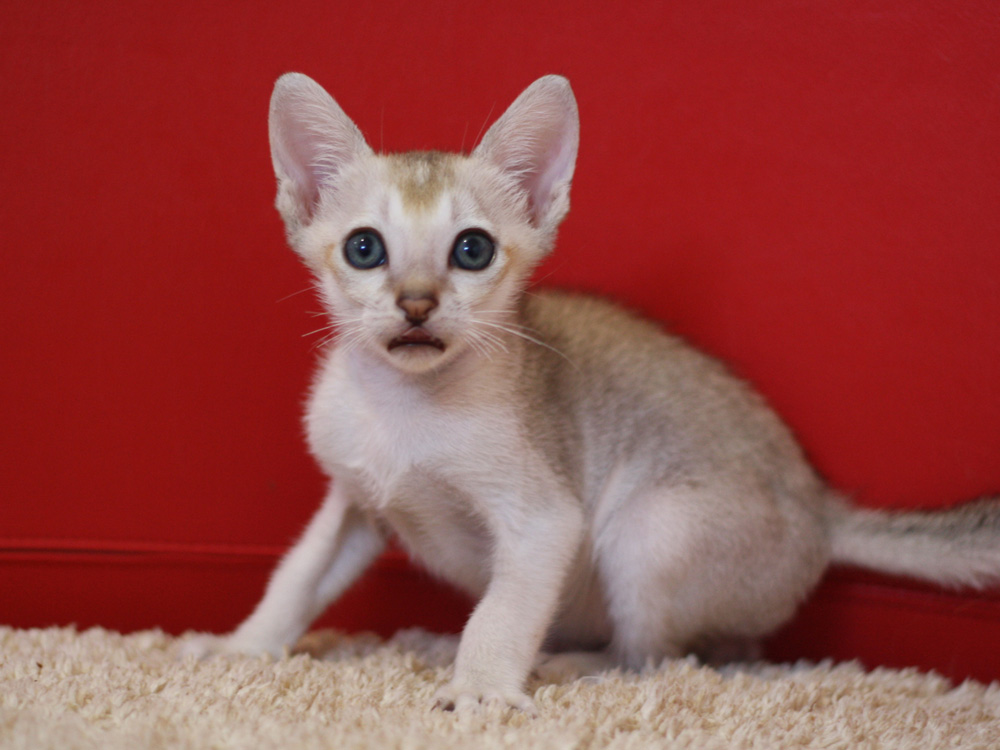 シンガプーラの子猫画像